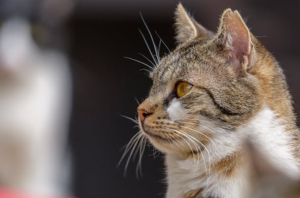 同花配 流浪猫误闯西宁动物园虎园被咬死，园方回应来了